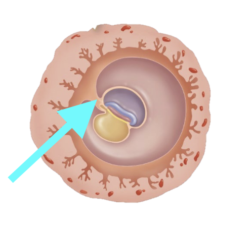 <p>What structure is shown?</p>