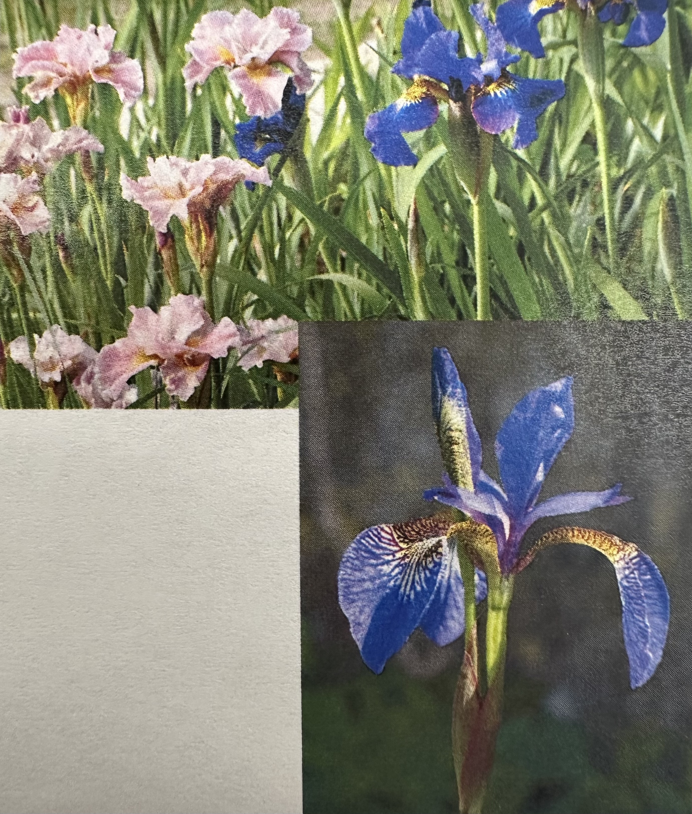 <p>Iris/siberian iris</p>