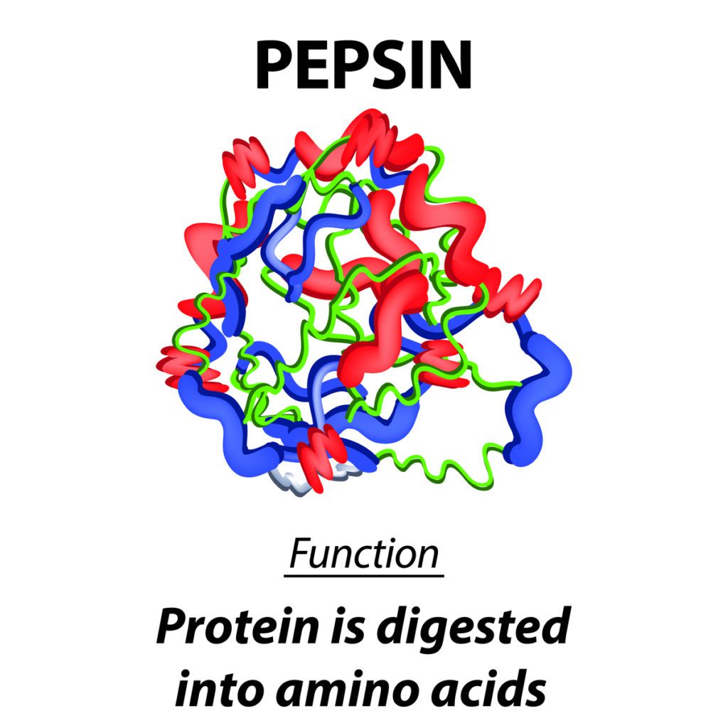 Die Verdauung von Proteinen beginnt mit dem Enzym Pepsin.
