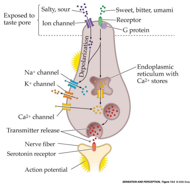 <ul><li><p>Channels for salty &amp; sour</p></li><li><p>G protein-coupled receptors</p></li></ul><p></p>