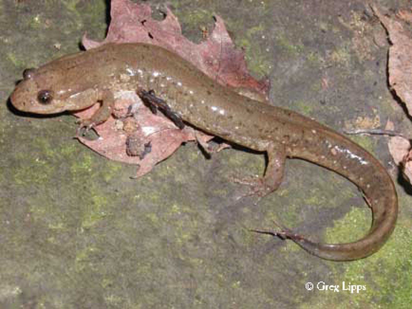<p>Desmognathus fuscus</p><p>Order: Caudata</p><p>Family: Plethodontidae</p>