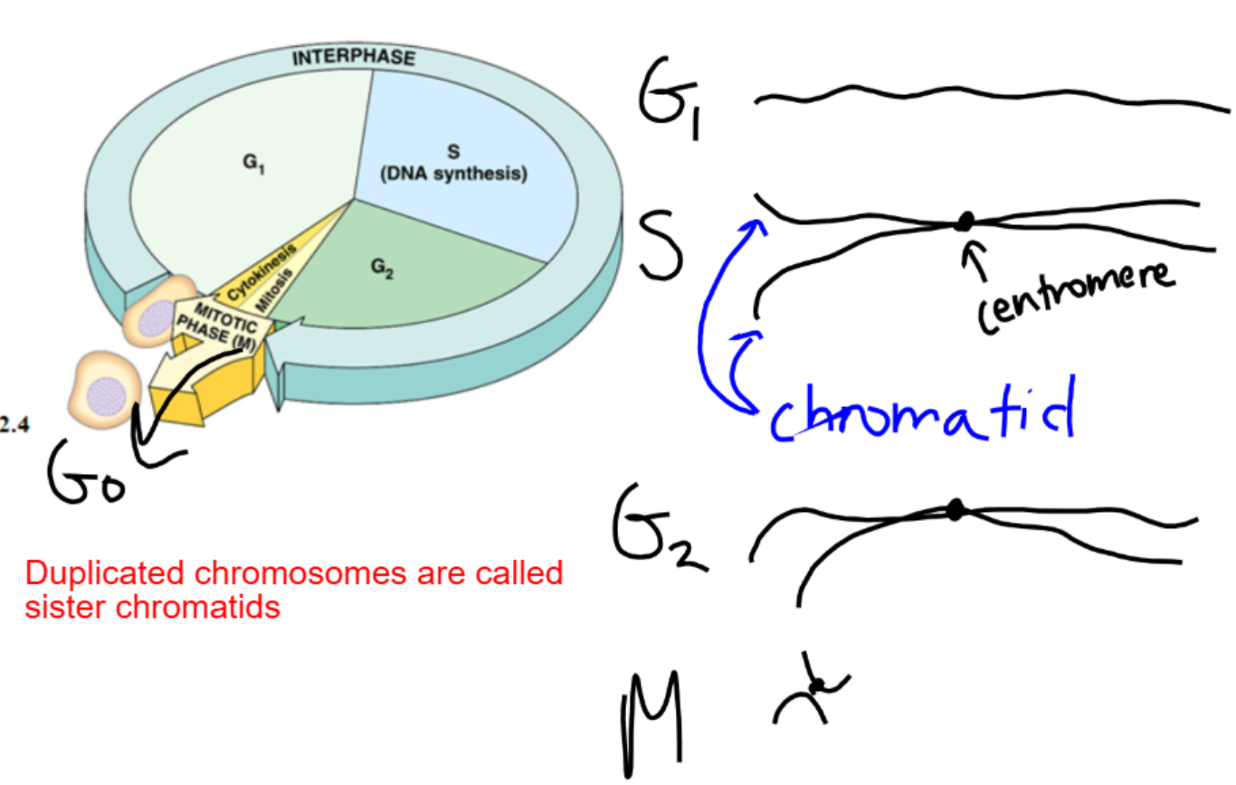 Drawn Out Diagram