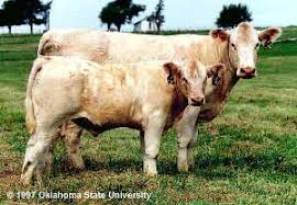 <p>charolais info</p>