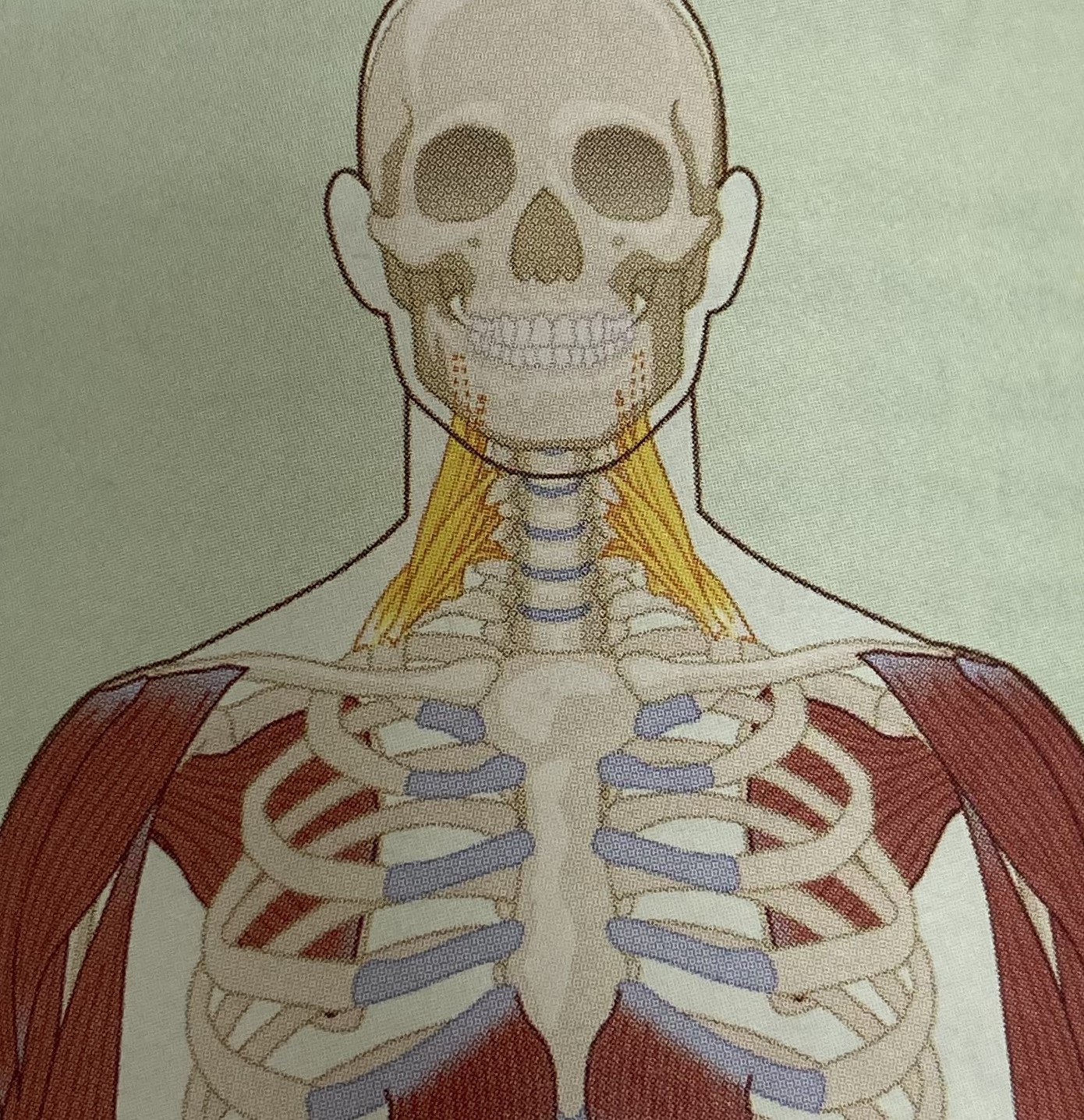 <ul><li><p>category: neck musculature</p></li><li><p>origin: C3-7</p></li><li><p>insertion: first and second ribs</p></li><li><p>isolated function: concentric cervical flexion, rotation, and lateral flexion, rib elevation during inhalation</p></li><li><p>integrated function: eccentric cervical extension, rotation, and lateral flexion</p></li><li><p>stabilizes the cervical spine</p></li></ul><p></p>