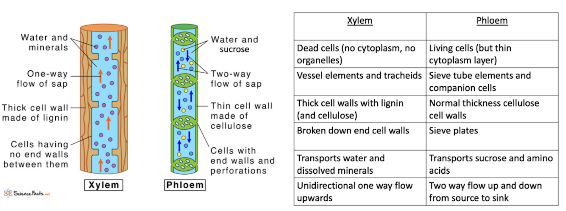 knowt flashcard image