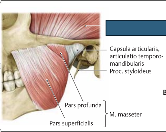 <p>m. temporalis → hammustamine, surub kokku eesmised hambad</p>