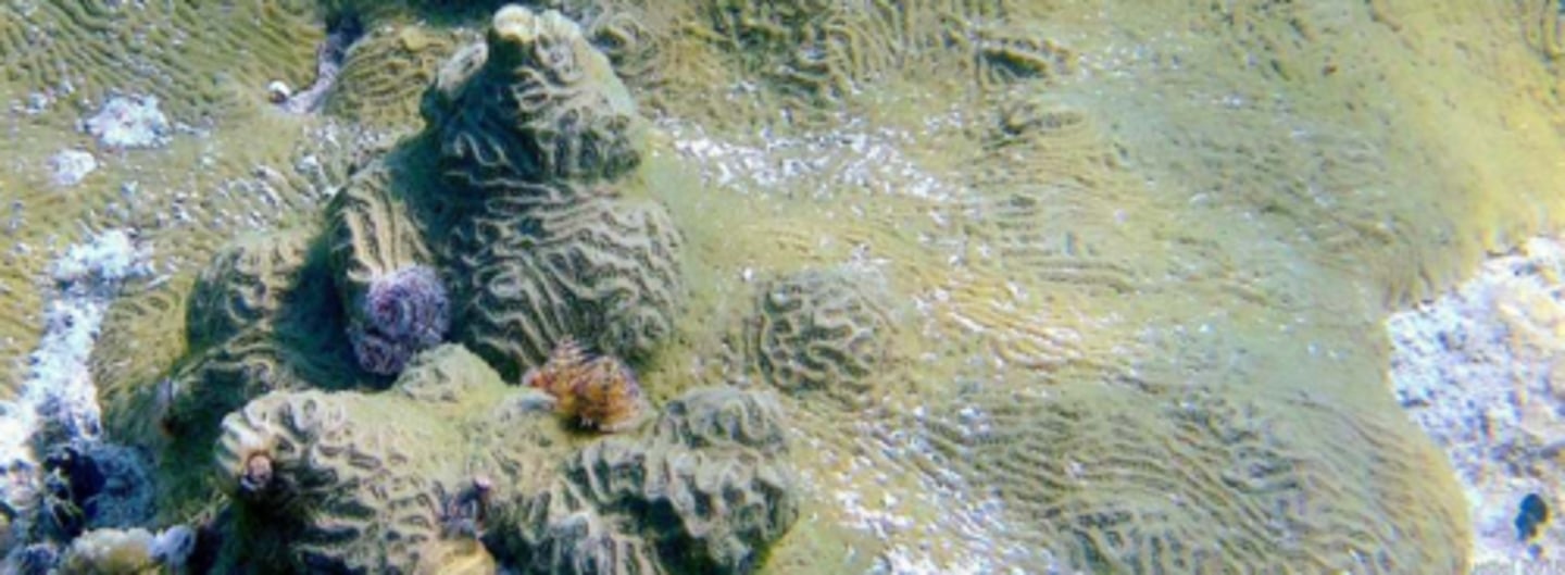 <p>Knobby Brain Coral</p>