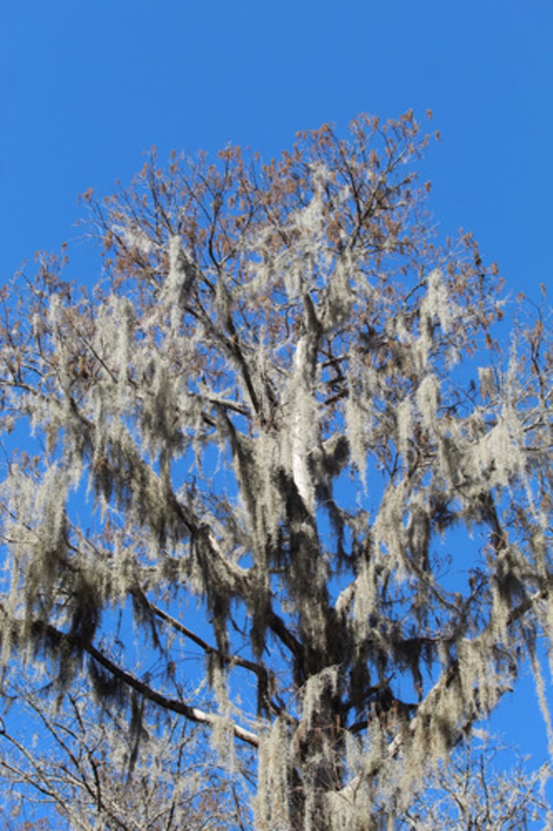<p>what is the name of the plant hanging on this tree?</p>