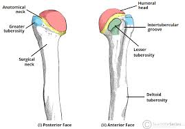 <p>between the green and blue (seen anteriorly)</p>