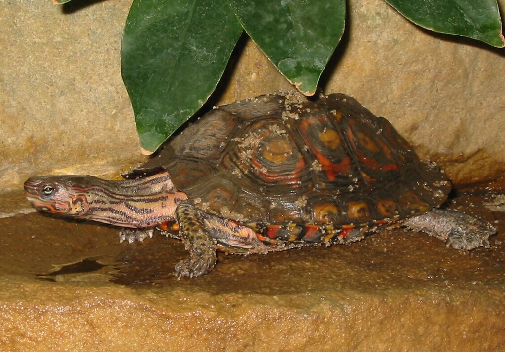 <p>River turtles and wood turtles</p>