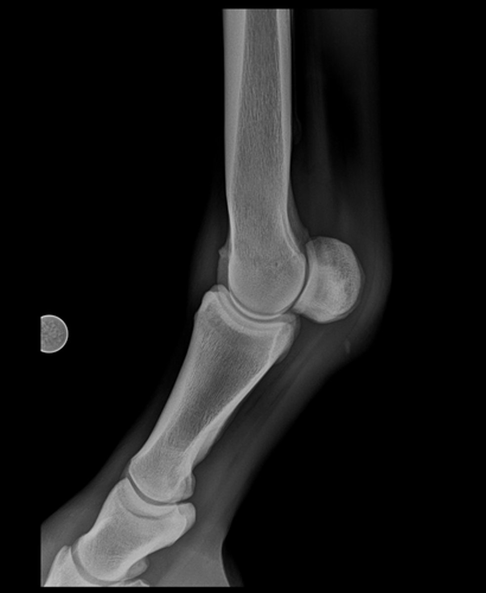 <p>Name the view and the anatomical region within the radiograph</p>