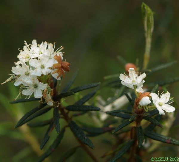 <p><span>rojovník bahenní</span></p>