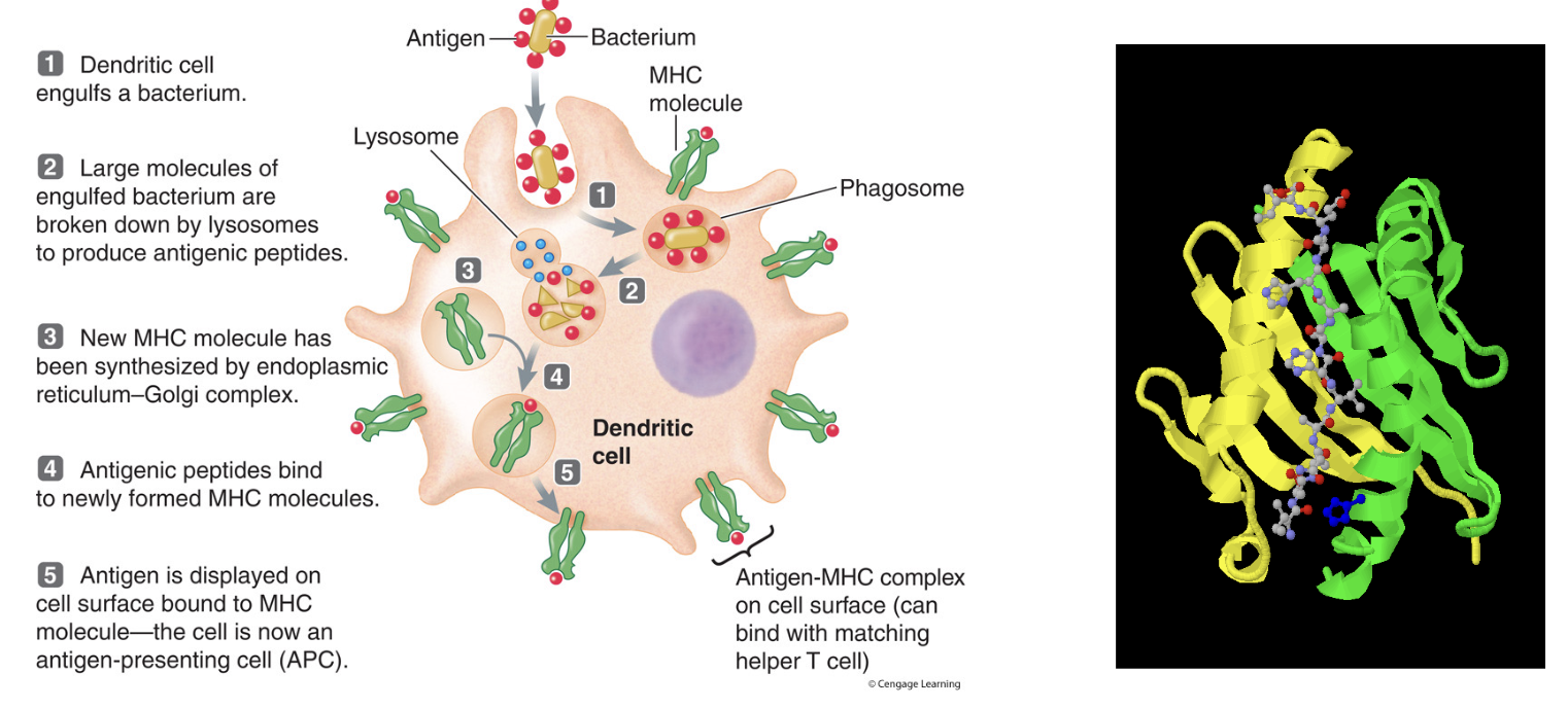 <ol><li><p>Dendritic cell engulfs bacterium</p></li><li><p>Large molecules of engulfed bacterium are broken down by lysosomes to produce antigenic peptides</p></li><li><p>New Major HistoCompatibility (MHC) molecule has been synthesized by ER-Golgi Complex</p></li><li><p>Antigenic peptides bind to newly formed MHC molecules</p></li><li><p>Antigen is displayed on cell surface bound to MHC molecule</p><ol><li><p>The cell is now an antigen presenting cell (APC)</p></li></ol></li></ol><p></p>