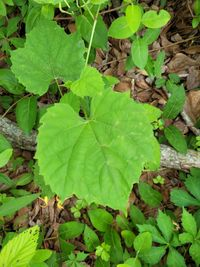 <p>Synapomorphies: simple, slightly lobed leaves in cordate shape with toothed margins</p><p>Characteristics: climbing vine with tendrils, flowers in clusters.</p>