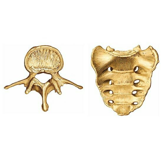 <p><br>Huesos de forma irregular o compleja</p><p>Contienen muchos apófisis</p>