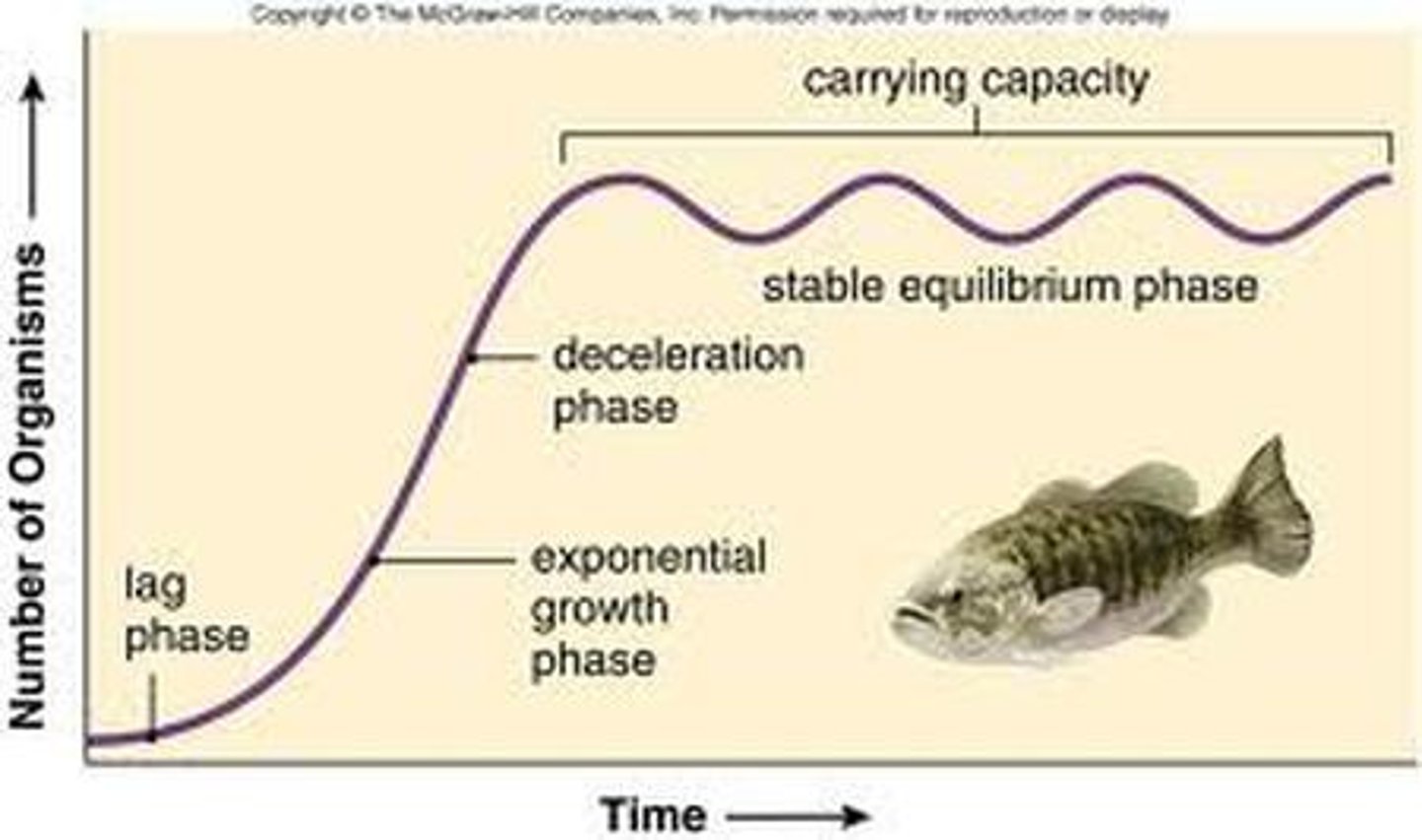 <p>the number of individuals of a given space that can be sustained indefinitely in a given space; determined by biotic potential and environmental resistance (diagram 2)</p>