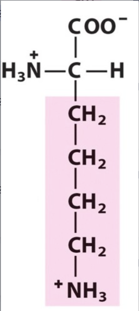 <p><span>Lys / K. pKa 10,5. Functional group -NH2. IP: 9,74. Polar, basic.</span></p>