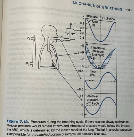 <ul><li><p><span>Equation of pressure (mouth-intrapleural) = (mouth-alveolar) + (alveolar-intrapleural)</span></p></li><li><p><span>Similar changes occur on expiration</span></p><ul><li><p><span>Intrapleural pressure is less negative than it would be in the absence of airways resistance because alveolar pressure is positive</span></p></li><li><p><span>With forced expiration, intrapleural pressure goes above zero</span></p></li></ul></li><li><p><span>The alveolar pressure tracing will be identical to flow if airway resistances remains constant during the cycle</span></p></li><li><p><span>The intrapleural pressure curve ABC will be the same shape as the volume tracing if the lung compliance remains constant</span></p></li></ul><p></p>