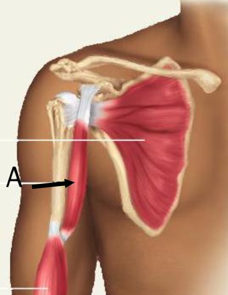 <p>Identify the indicated muscle</p>