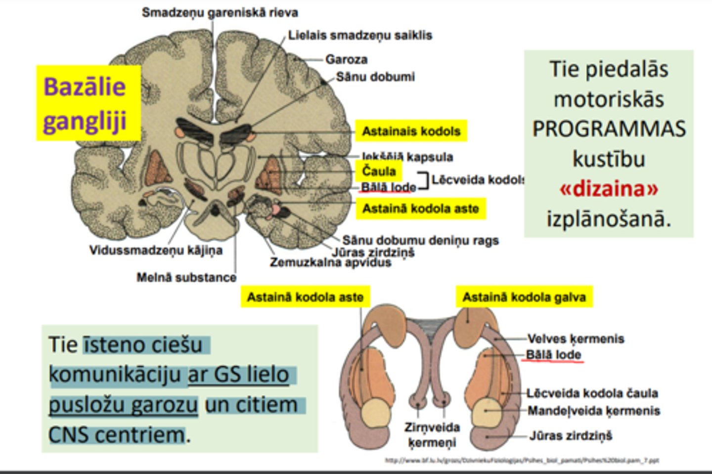 <p>- piedalās motoriskās PROGRAMMAS kustību «dizaina» izplānošanā;</p><p>- īsteno ciešu komunikāciju ar GS lielo pusložu garozu un citiem CNS centriem</p>