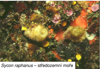 <p>Sycon raphanus – středozemní mo ře</p>