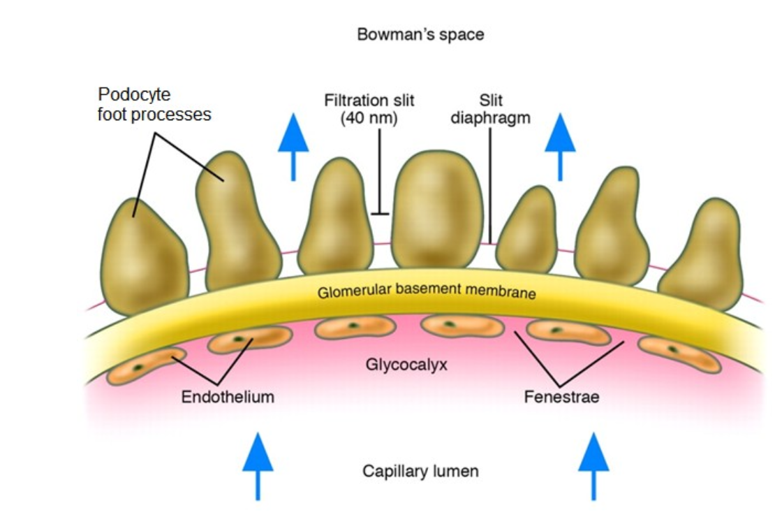 <p>GLomerular Filtratration Barrier</p>
