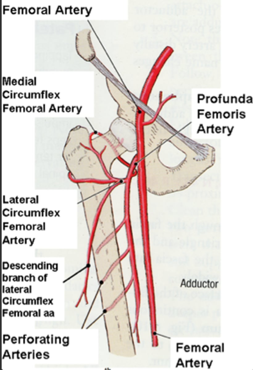 <p>1. Femoral artery</p><p>2. Profunda femoris</p><p>3. Medial circumflex femoral artery</p><p>4. Lateral circumflex femoral artery</p>