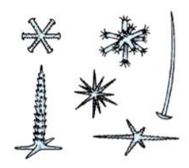 <p>What kind of siliceous spicules is this?</p>