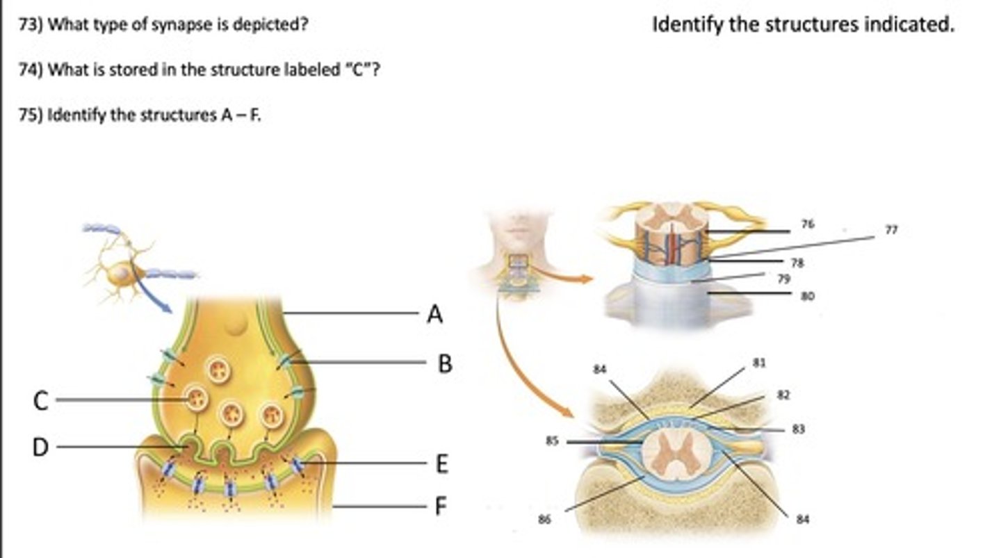 <p>What structure of the neuron junction is E?</p>