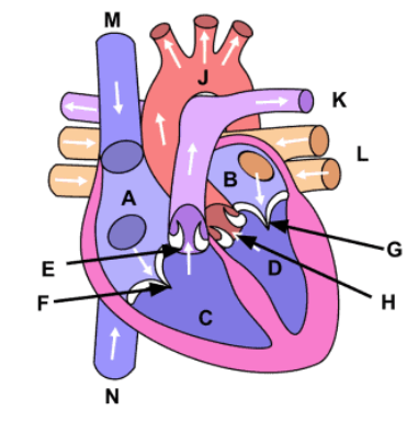 <p><span><span>Using the provided image, choose the anatomical structure designated by letter</span></span><strong> B</strong><span><span>.</span></span></p>
