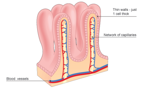 <p><span>Finger-like extensions of the intestinal mucosa that increase the surface area for absorption (taking in nutrients broken down by enzymes)</span></p>