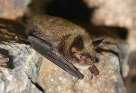 <p>Little Brown Bat</p>