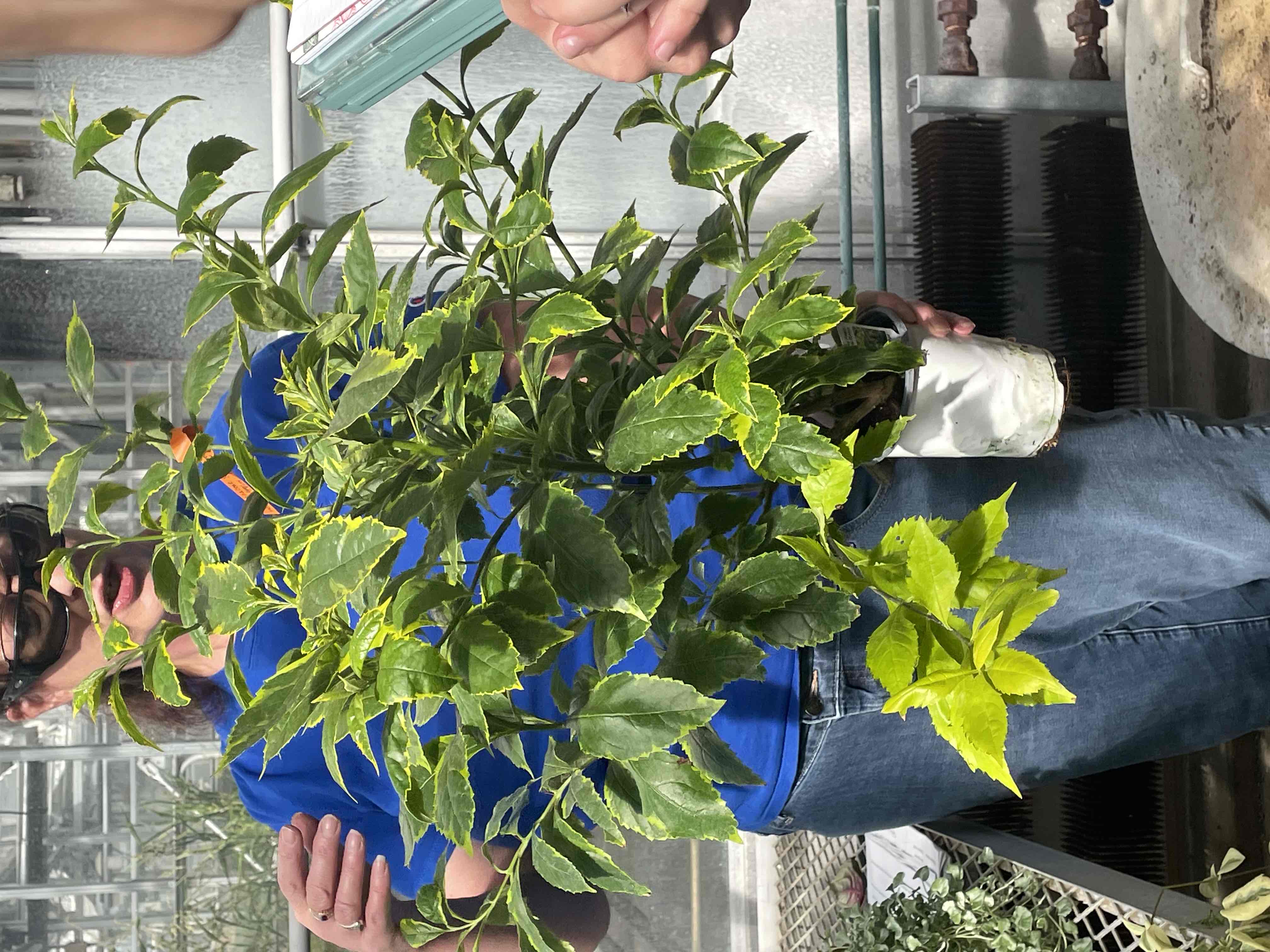 <p>Duranta erecta ‘Golden Edge’</p>