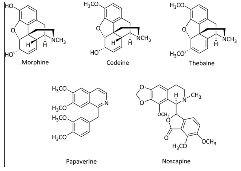 <p>opium alkaloids</p><ul><li><p>Air-dried latex (morphine is concentrated here) of Papaver somniferum </p></li><li><p>Medicinal: India and China </p></li><li><p>Black market: Afghanistan</p></li></ul>