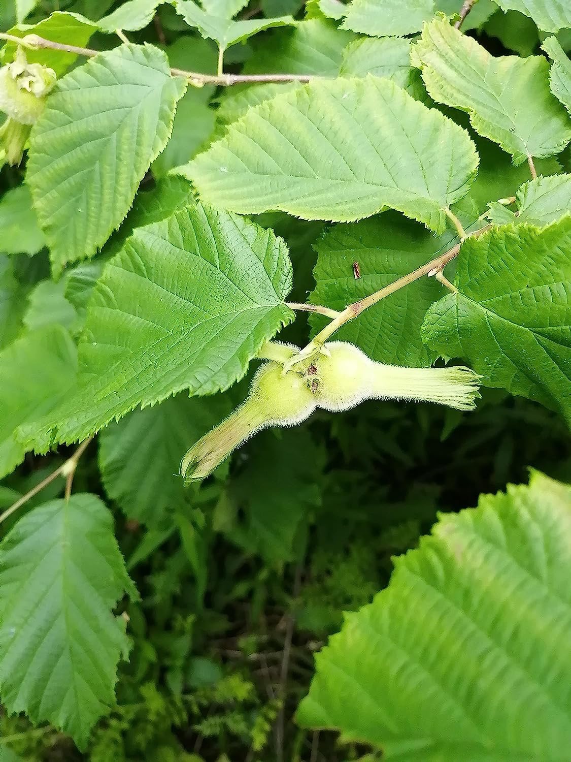 <p>Cory’s cornuta (Betulaceae)</p>