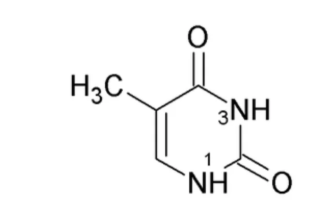 <p>What nitrogenous base is this?</p>