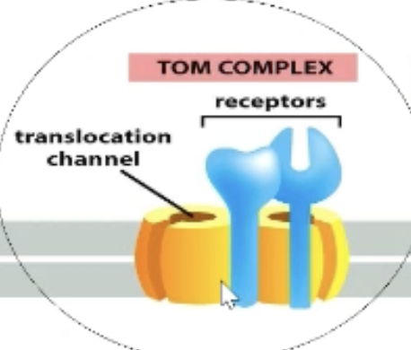 <p>Contains the receptor for mitochondrial import signal. </p><p>Passes protein to translocation channel (passes outer lipid bilayer). </p><p>All proteins interact with TOM complex (gate-keeper into mitochondria). </p>