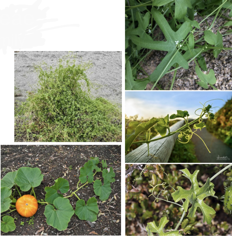 <p>Cucurbitaceae</p>