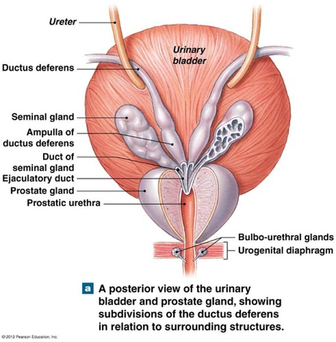<p>joins excretory duct of seminal gland to become ejaculatory duct</p>