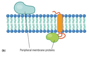 <ul><li><p>Noncovalently (loosely/weak electrostatic) bonded to polar head of lipid bilayer and/or integral membrane protein</p></li><li><p>Dynamic relationship with membrane, being recruited or released as needed</p></li></ul><p></p>