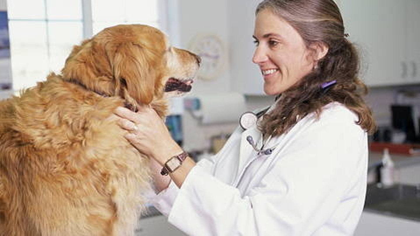 <p>veterinary</p>