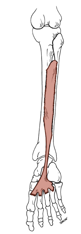 <p>Origin: <span>Interosseous membrane, posteromedial surface of the Fibula, posterolateral surface of the Tibia</span></p><p>Insertion: T<span>uberosity of the Navicular and Medial Cuneiform, Metatarsals 2-4</span></p><p>Action: <span>plantar flexes the foot; inverts the foo</span></p>