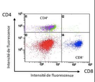 <p>Oui, plusieurs fluorochromes peuvent être utilisés en parallèle pour étudier simultanément plusieurs sous-populations cellulaires.</p>