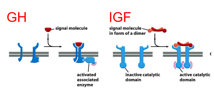 <ul><li><p>IGF has enzyme already built it</p></li><li><p>intrinsic enzyme is activated </p></li></ul><p></p>