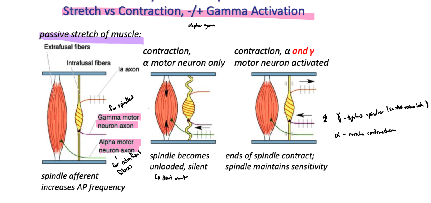 <p>constant stretch of muscle means spindle afferents are constantly firing </p><p>stretch of muscle inc frequency</p><p>if only alpha motor neurons contracted (shortened muscle), spindles would become unloaded and silent → wouldnt be able to feel any changes in muscle length → wouldnt know if anything was wrong</p><p>gamma motor neurons fire at same time as alpha motor neurons → gamma motor neurons innervate intrafusal muscle fibers (spindles) and keep them taught</p>