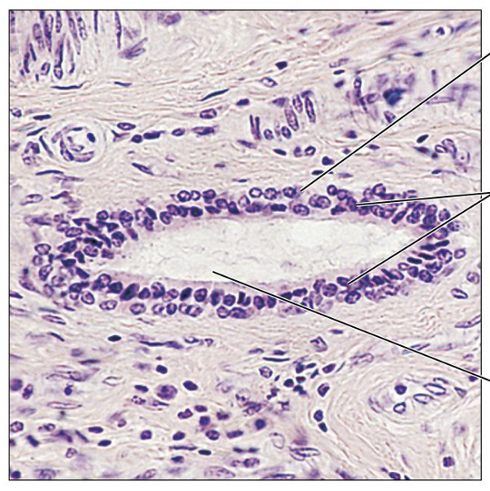 <p>What is this tissue, and where is it found?</p>