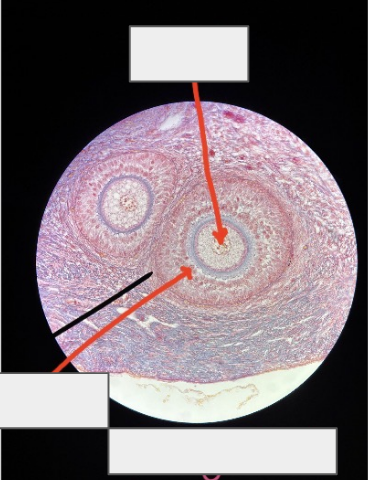 <p>what organ is this from? </p>