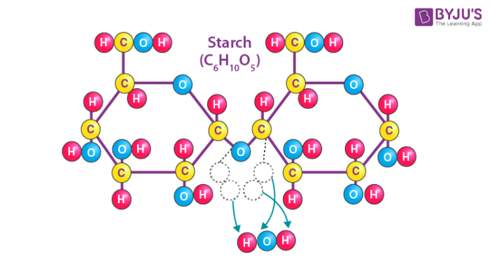 <p>Type of carbohydrate that plant cells store energy in the form of glucose</p>