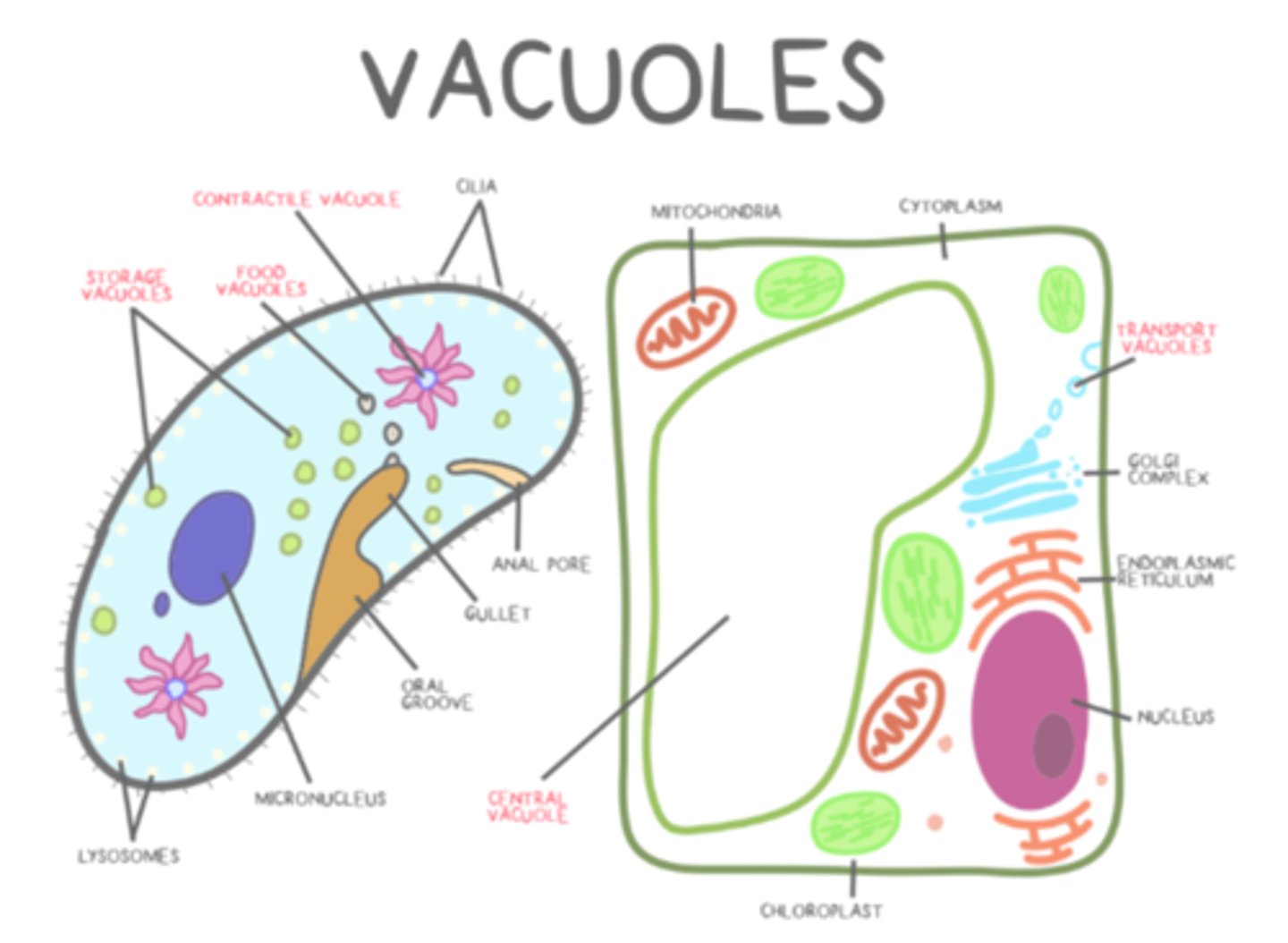 <p>transport; food; central; storage; contractile</p>