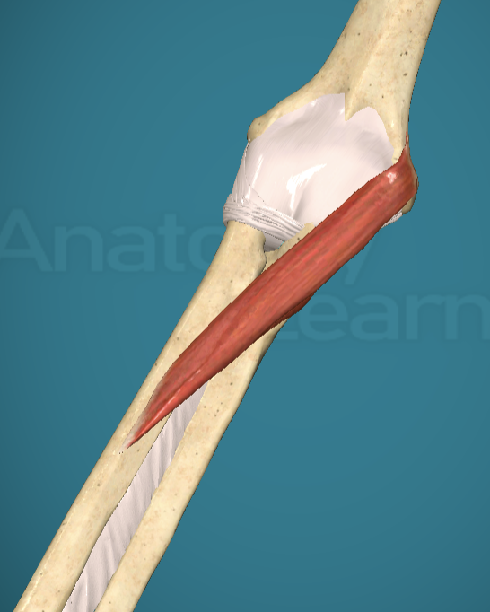 <p>Pronator Teres Innervation</p>